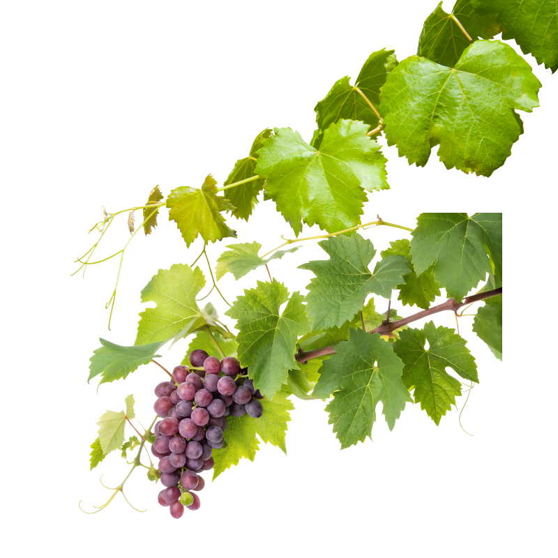 Asma Yaprağı 1 Kg Salihli-Alaşehir Yöresi Mayıs Uç Yaprağı