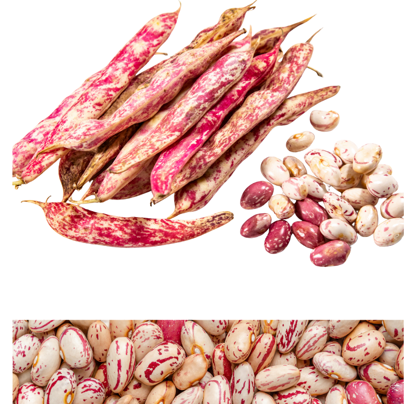 Barbunya Ata Tohum 1 Kg Turgutlu Yöresi